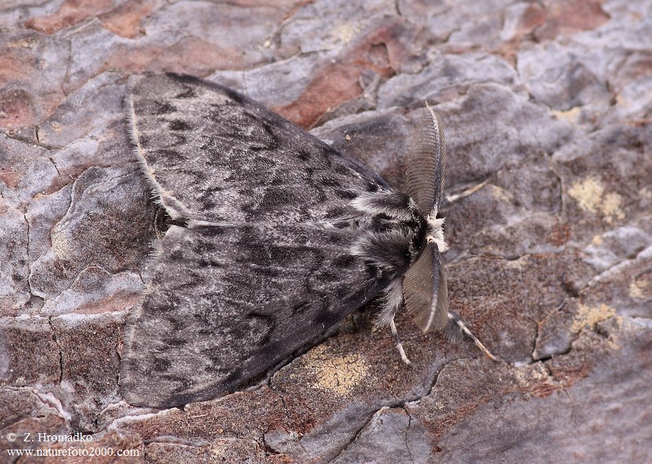 bekyně mniška, Lymantria monacha (Linnaeus, 1758) (Motýli, Lepidoptera)
